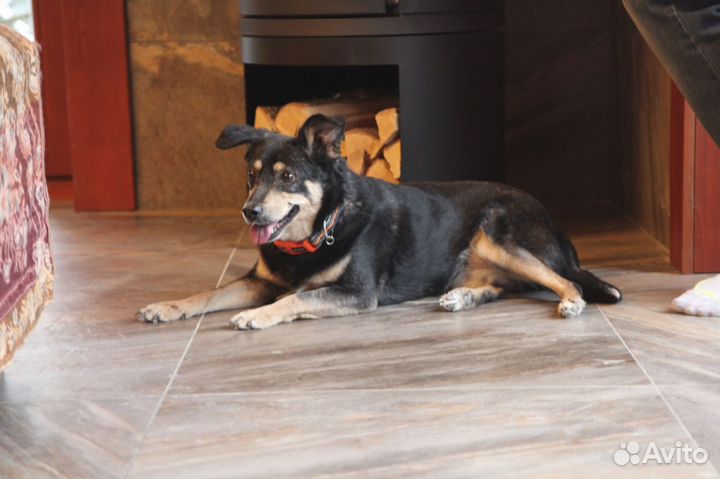 Маленькая собака в добрые руки