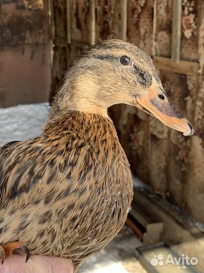 Подсадная утка