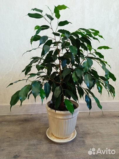 Продам цветы комнатные