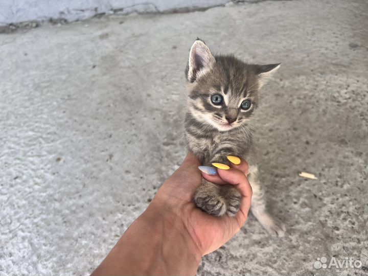 Котята