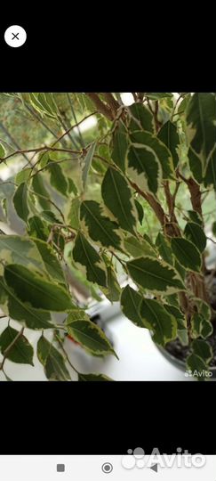 Фикус бенджамина