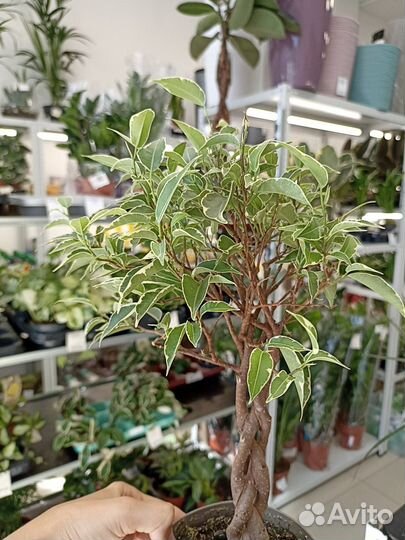 Фикус Бенджамина Нина переплетенный 12/45