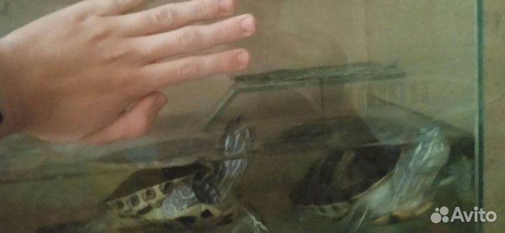 Красноухая черепаха с аквариумом