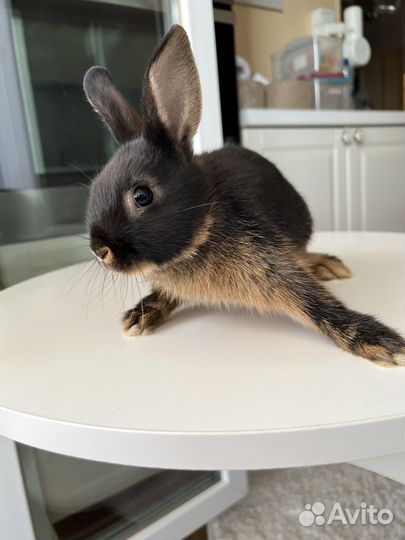 Карликовый кролик