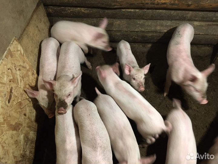 Поросята крупная белая порода