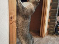 чёрная пятница в днс 2020. парень с айфоном 13. айфон рославль. айфон рославль. чехол шанель на айфон 11.