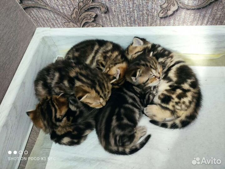 Кошки
