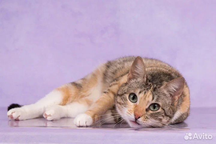 Кошка в добрые руки