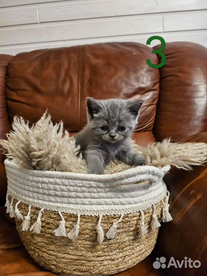 Британские котята короткошёрстная роз продажа