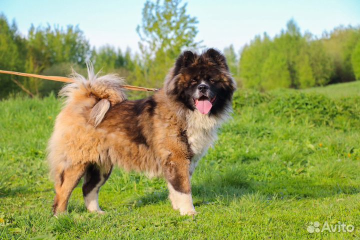 Тайм в Добрые Руки