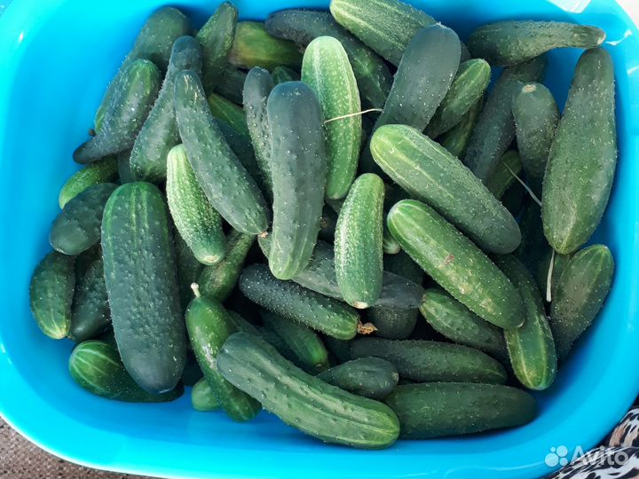 Огурцы, кабачки