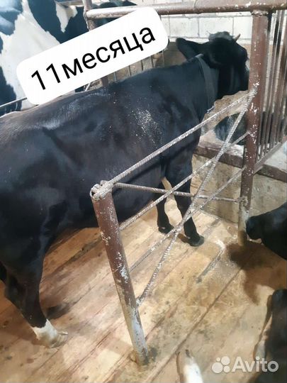 Коровы и быки