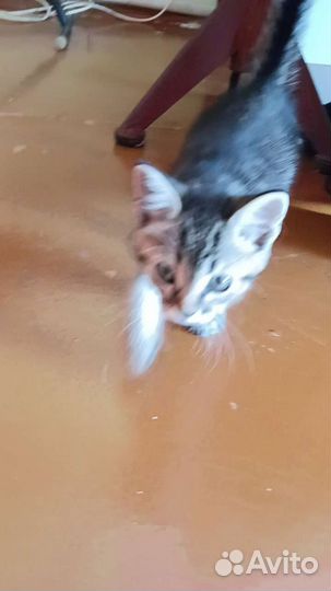 Котëнок
