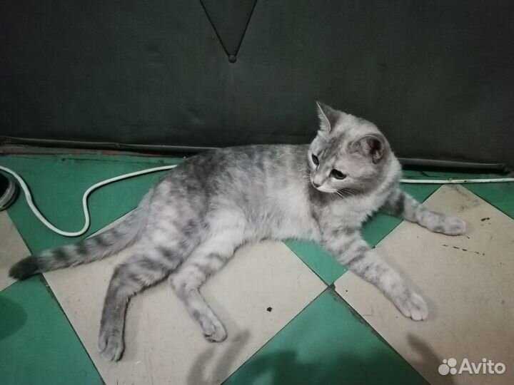 Найдена кошка