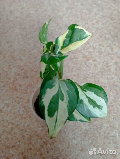 Эпипремнумы,монстера Манки,себу блю