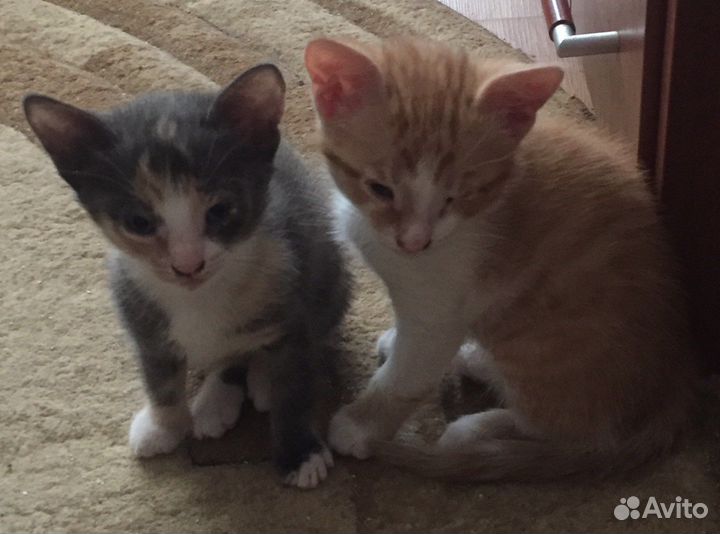 Котята