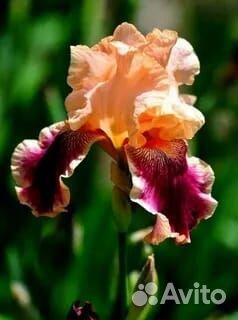 Многолетние цветы