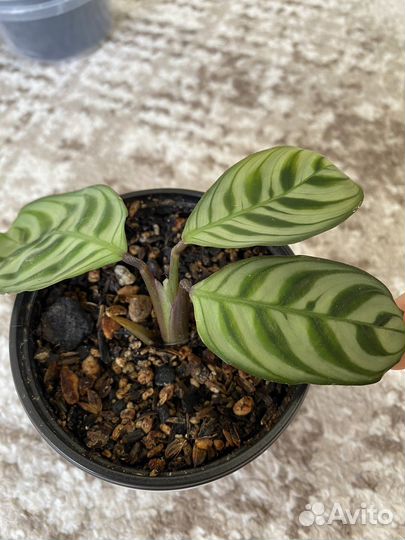 Эпипремнум, сциндапсус, сингониум