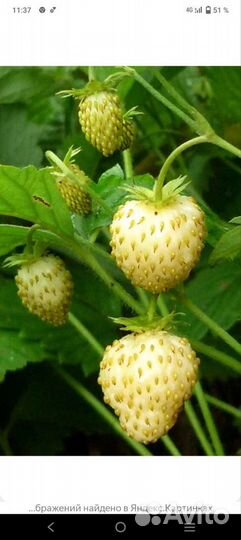 Ирис,белая земляника