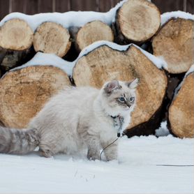 Сибирские котята из питомника