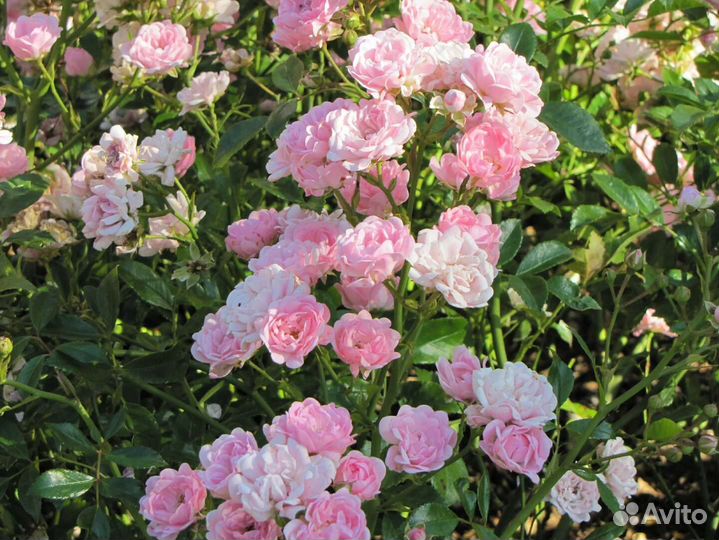 Роза кустовая