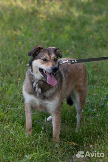Собака в добрые руки отдам бесплатно