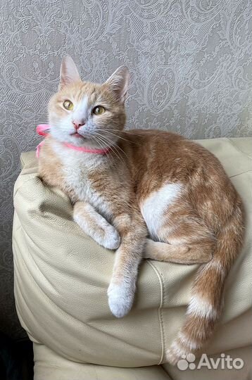 Котик в дар