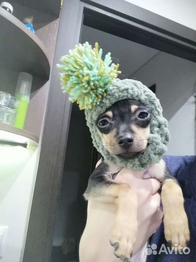 Шапочки шлемы для собак