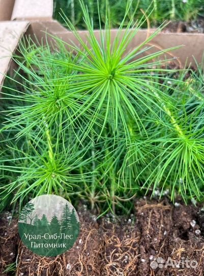 Зкс Сосна сеянцы Ели Лиственницы окс Голуб Горная