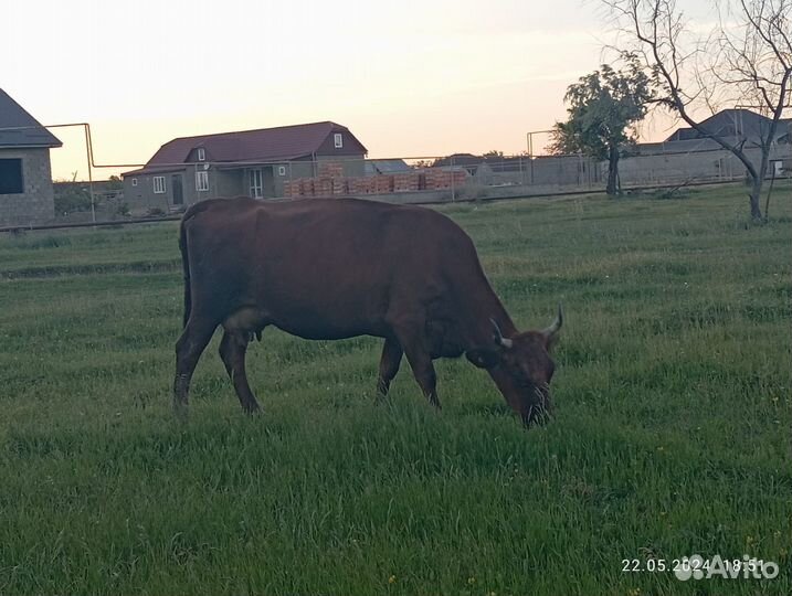 Коровы дойные молочные