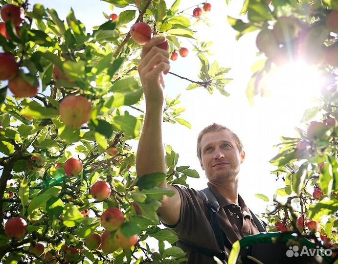 Работник по сборке яблок. Вахта