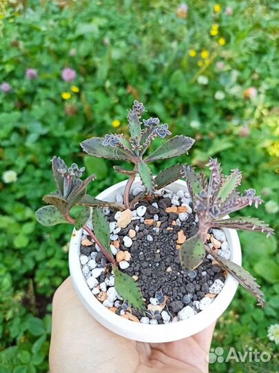 Каланхоэ Серрата