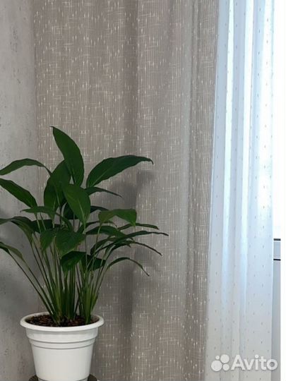 Комплект шторы и тюль