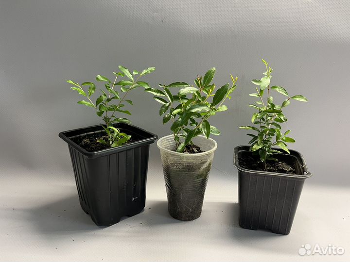 Гранат комнатный, гибискус махровый красный