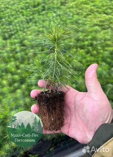Сосна зкс окс сеянцы Ель Лиственница Голуб Горная