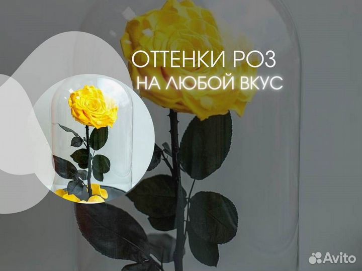 Роза в колбе. Стоит до 8 лет