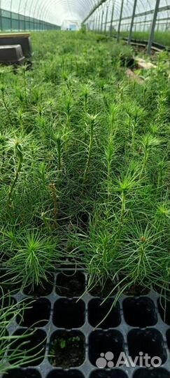 Сеянцы сосны зкс