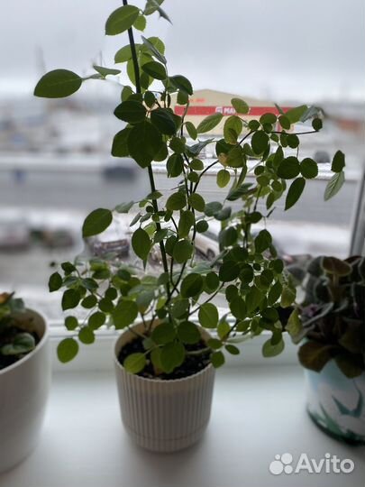 Комнатные растения цветы