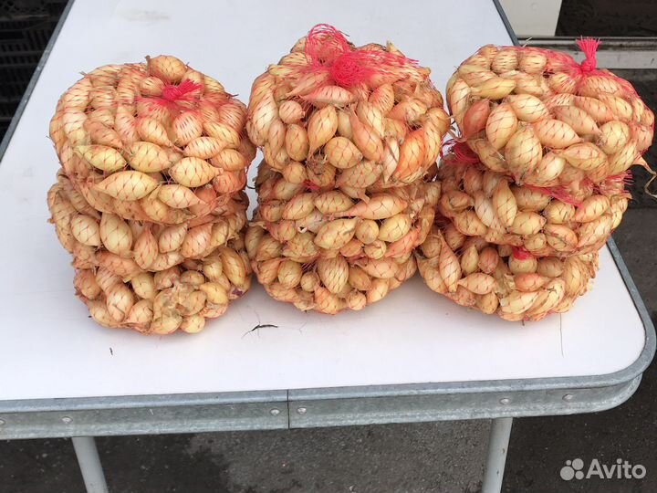 Лук севок розница/мелк.опт в ассортименте