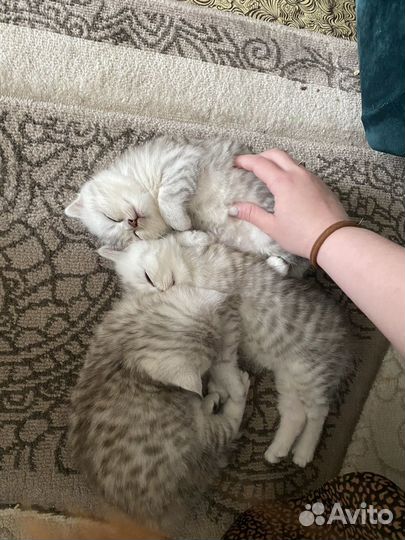 Продам котят британцев