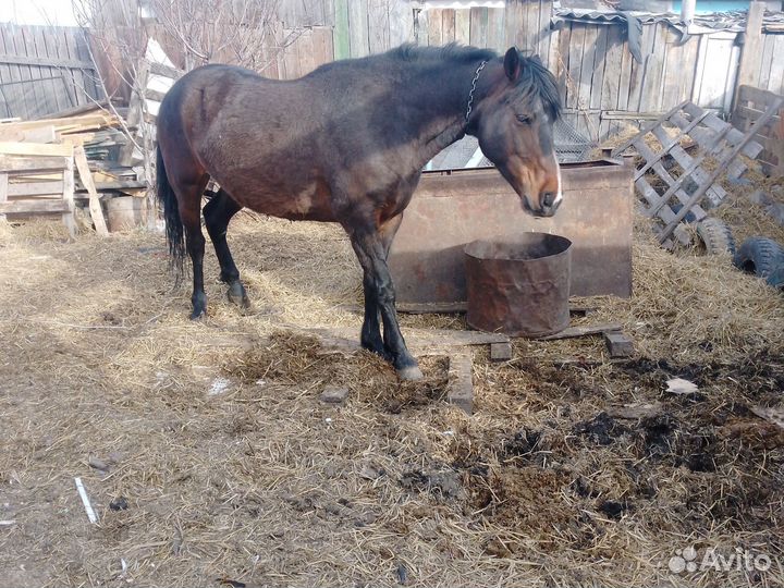 Лошадь обмен