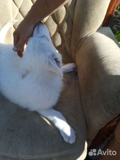 Щенки девочки