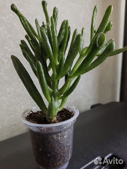 Красула хоббит