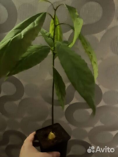 Авокадо растение