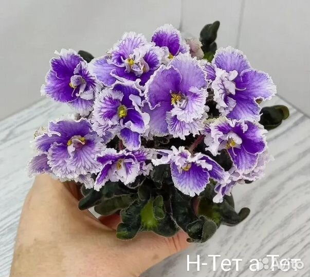 Детки сортовых фиалок
