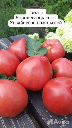 Семена сызранской помидоры Коллекция лучших сортов