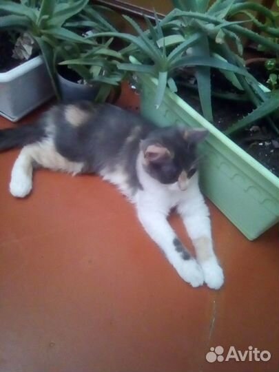Котенок девочка красивая трёхцветная 3,5 месяца