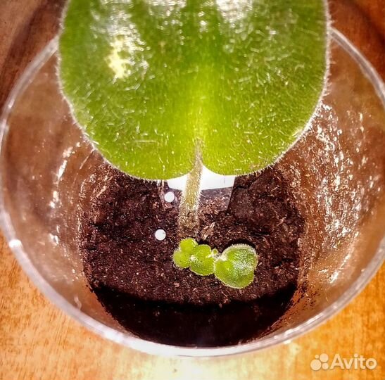 Детки фиалок и укоренённые листочки с детками