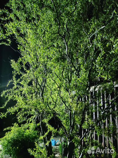 Ива извилистая, Матсудана