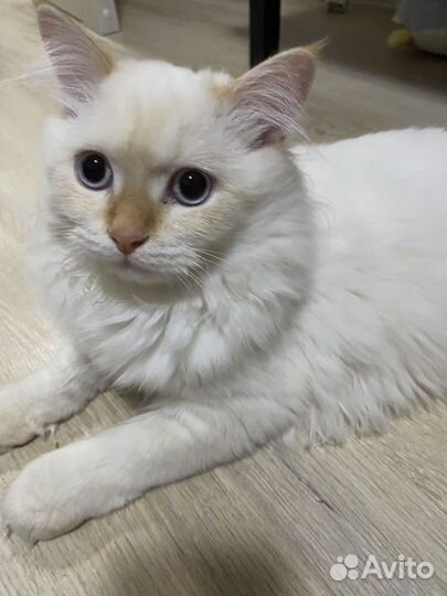 Кошка бесплатно